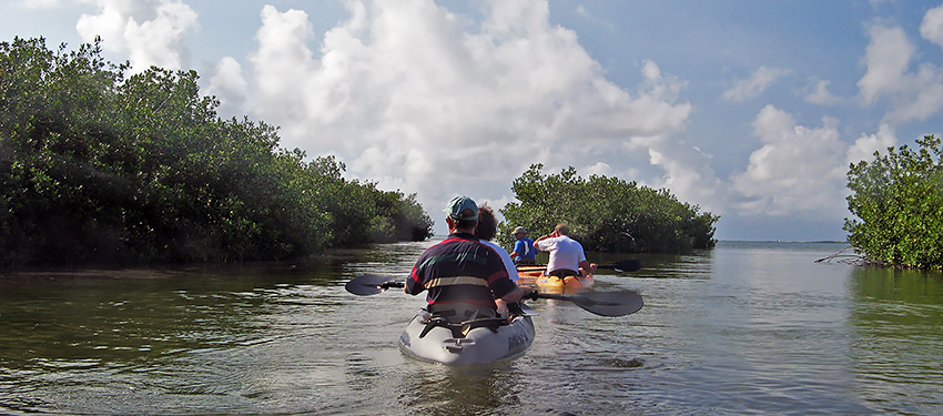 Mangrove kanovaren