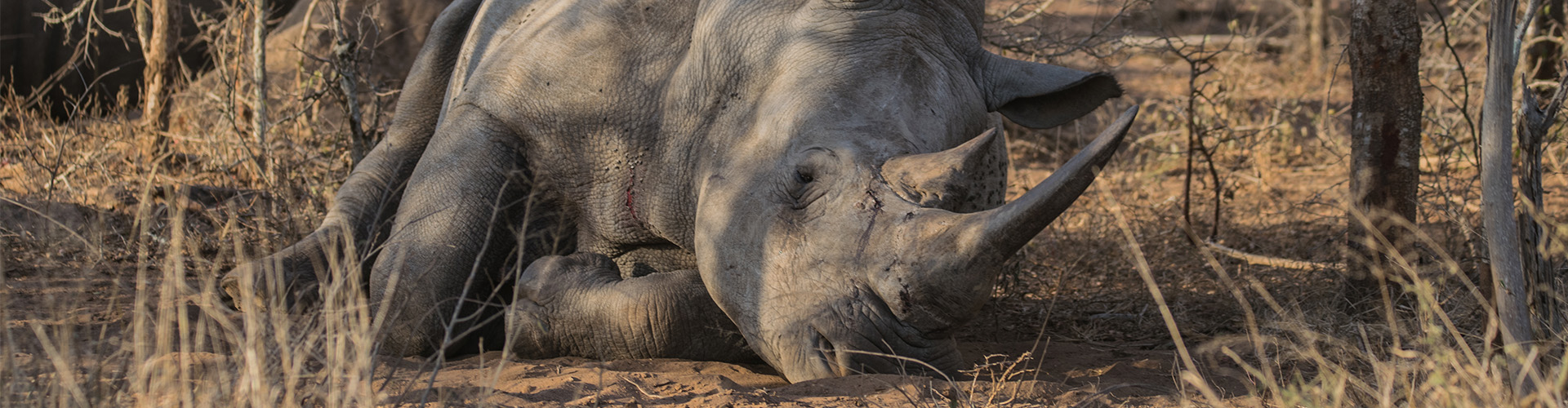 Neushoorn liggend op de grond in Afrika