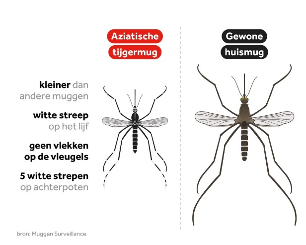 Tijgermug vs gewone huismug, bron Muggensurveillance.be
