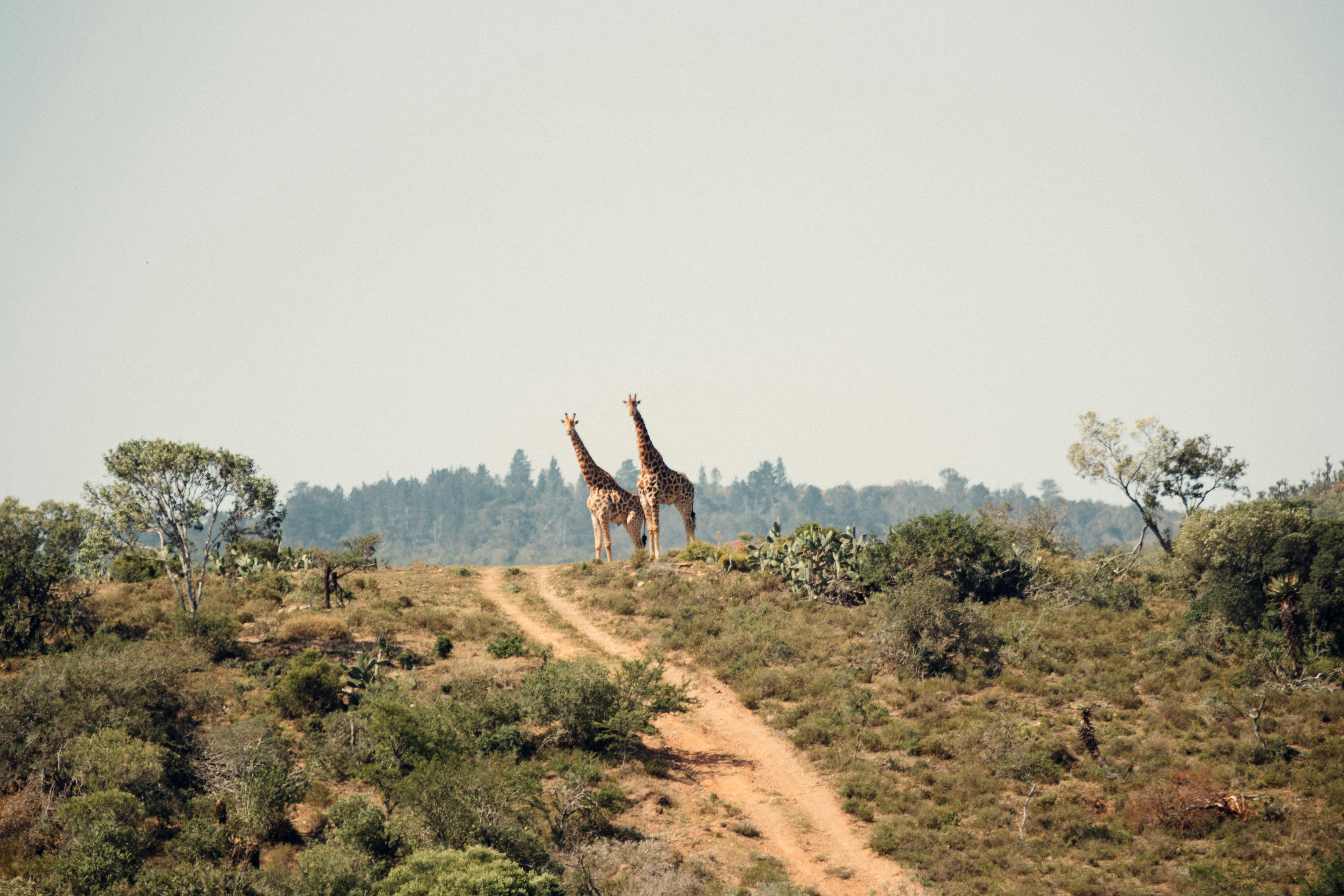 2 giraffen staan in de natuur van Afrika