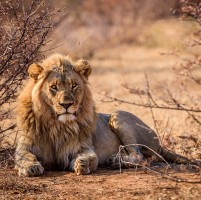 Vaccinaties Zuid-Afrika GGD